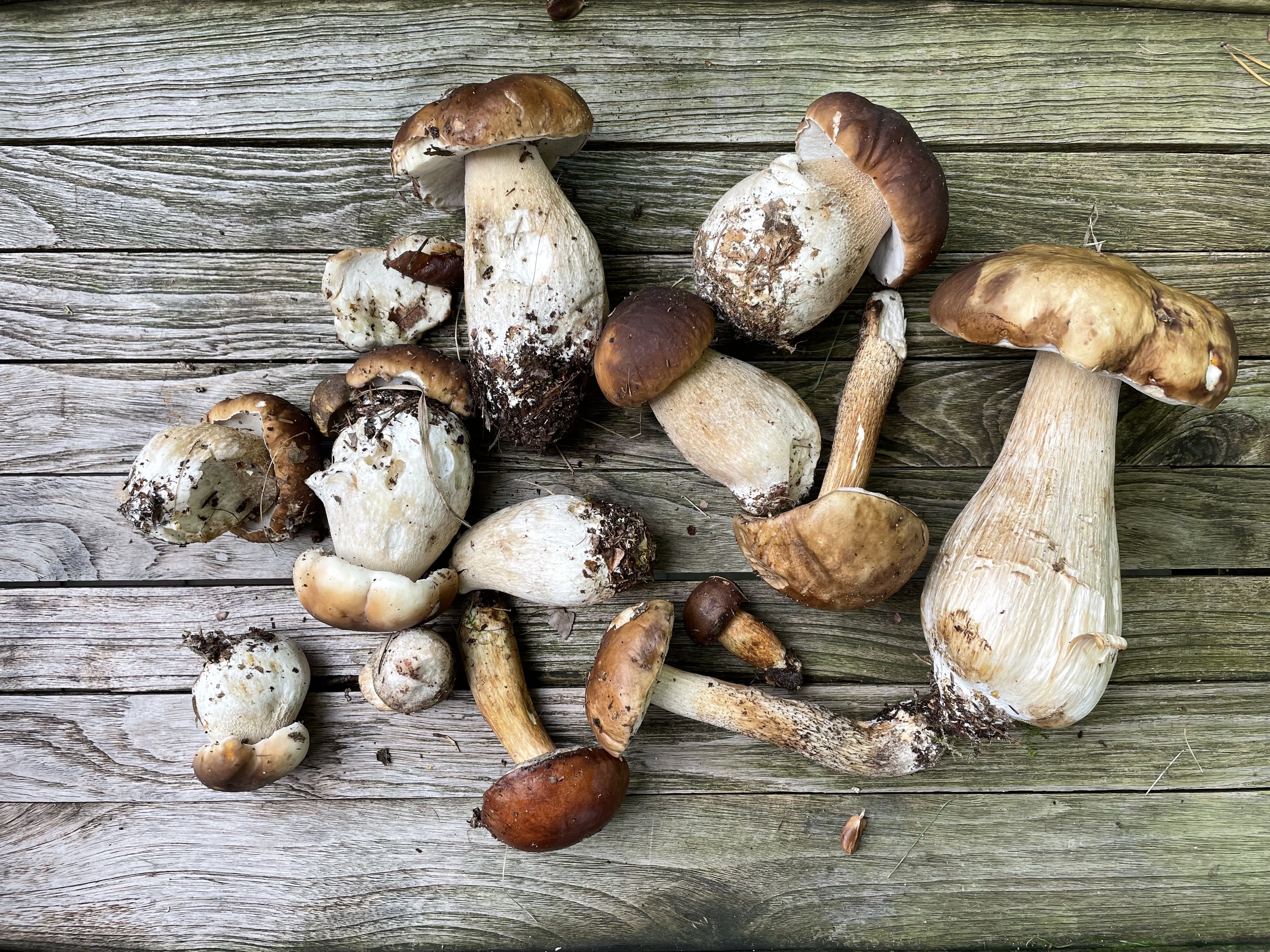 Eine Auswahl Waldpilze auf einer Holzunterlage. Einige sind zerbrochen, oder angefressen, ein Pilz sieht makellos aus.